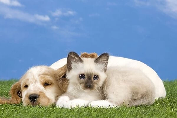 Dog - Cocker Spaniel with Cat - Birman kitten