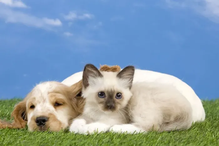 Framed Print : Dog - Cocker Spaniel with Cat - Birman kitten Framed Print : Dog - Cocker Spaniel with Cat - Birman kitten