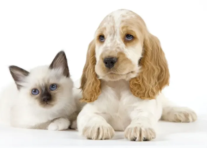 Framed Print : Dog - Cocker Spaniel with Cat - Birman kitten Framed Print : Dog - Cocker Spaniel with Cat - Birman kitten