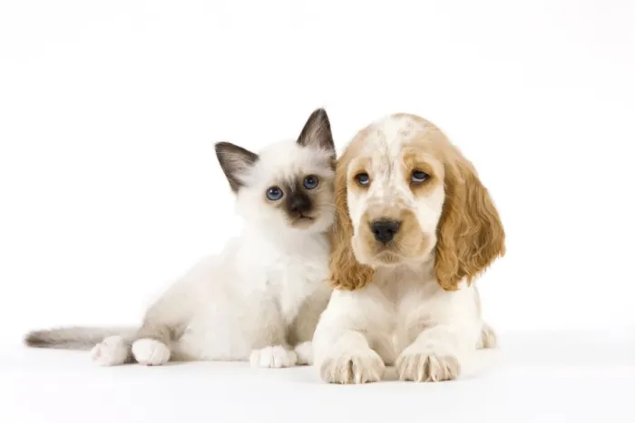Framed Print : Dog - Cocker Spaniel with Cat - Birman kitten Framed Print : Dog - Cocker Spaniel with Cat - Birman kitten