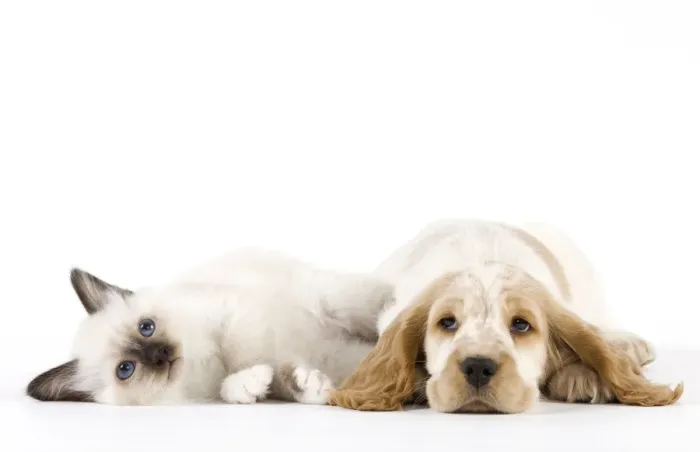 Framed Print : Dog - Cocker Spaniel with Cat - Birman kitten