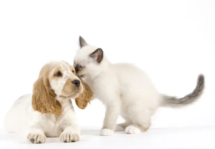 Framed Print : Dog - Cocker Spaniel with Cat - Birman kitten Framed Print : Dog - Cocker Spaniel with Cat - Birman kitten