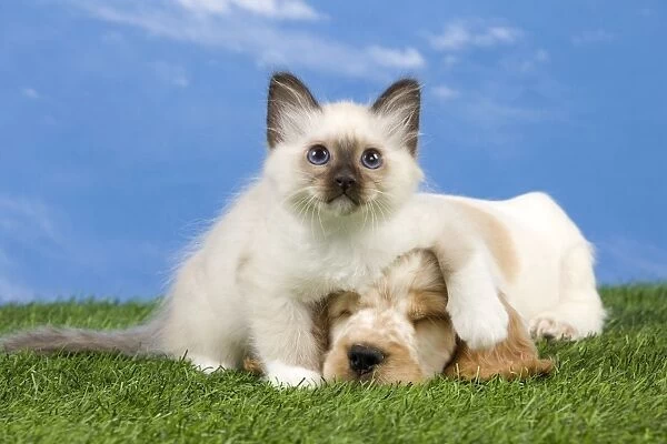 Dog - Cocker Spaniel with Cat - Birman kitten