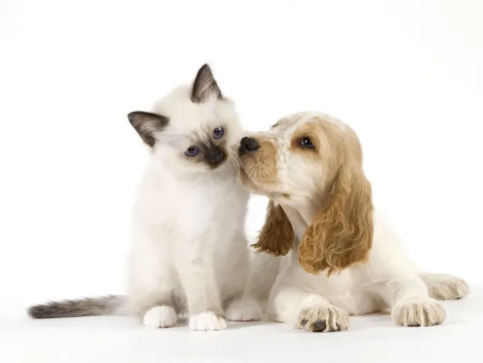 Framed Print : Dog - Cocker Spaniel with Cat - Birman kitten Framed Print : Dog - Cocker Spaniel with Cat - Birman kitten