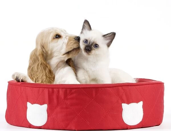 Dog - Cocker Spaniel with Cat - Birman kitten - in cat bed