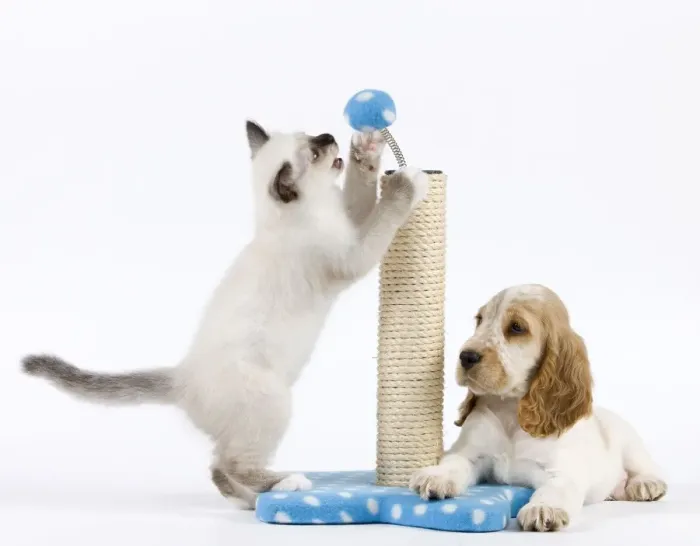 Framed Print : Dog - Cocker Spaniel with Cat - Birman kitten - playing with scratch post Framed Print : Dog - Cocker Spaniel with Cat - Birman kitten - playing with scratch post