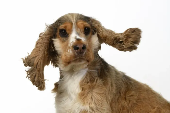Framed Print : DOG. Cocker Spaniel, with ears & fur blowing in the wind, bad hair day. wind machine studio Framed Print : DOG. Cocker Spaniel, with ears & fur blowing in the wind, bad hair day. wind machine studio