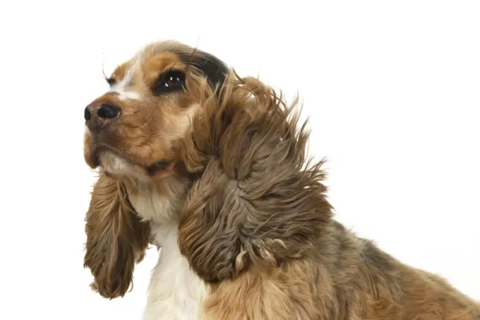 Framed Print : DOG. Cocker Spaniel, with ears & fur blowing in the wind, bad hair day. wind machine studio Framed Print : DOG. Cocker Spaniel, with ears & fur blowing in the wind, bad hair day. wind machine studio