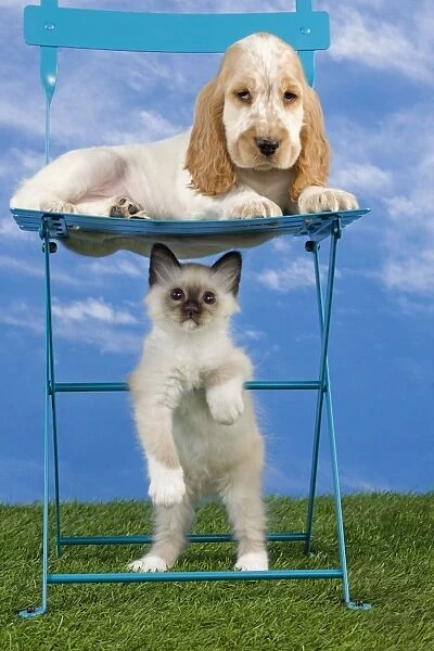 Dog - Cocker Spaniel laying down on chair with Cat - Birman kitten