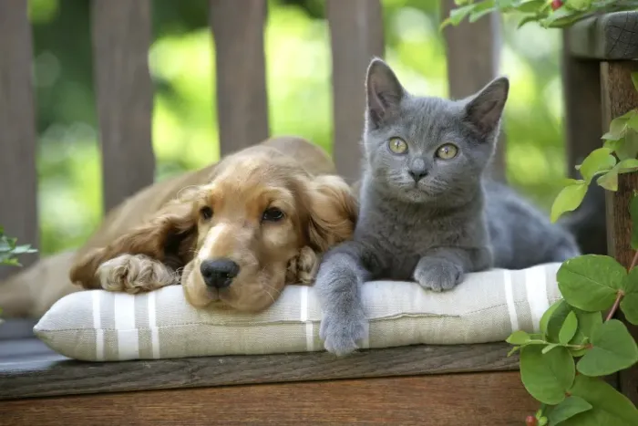Framed Print : Dog - Cocker Spaniel lying on bench with grey kitten Framed Print : Dog - Cocker Spaniel lying on bench with grey kitten