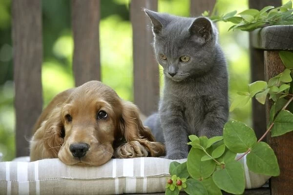 Dog - Cocker Spaniel lying on bench with grey kitten