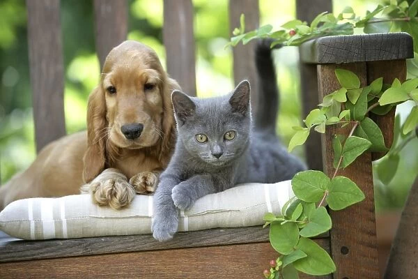 Dog - Cocker Spaniel lying on bench with grey kitten