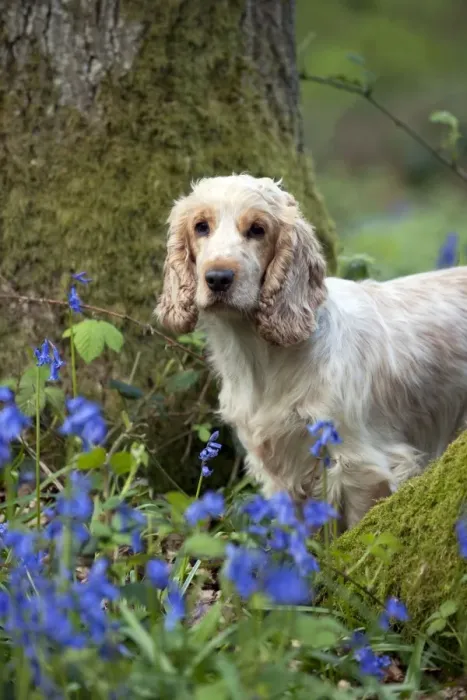 Framed Print : DOG - Cocker Spaniel (orange roan) - standing betweens trees in bluebells Framed Print : DOG - Cocker Spaniel (orange roan) - standing betweens trees in bluebells