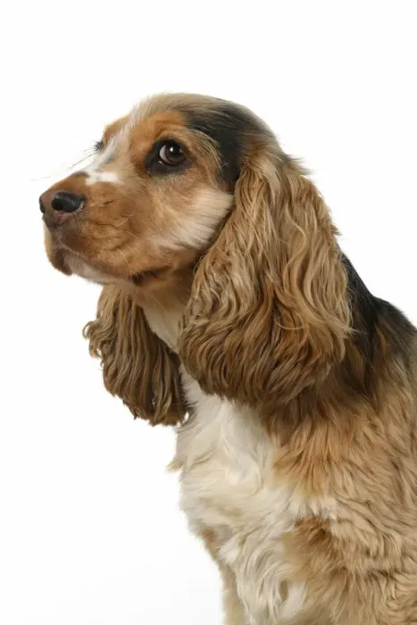 Framed Print : DOG. Cocker Spaniel, portrait, head & shoulders, studio, white background Framed Print : DOG. Cocker Spaniel, portrait, head & shoulders, studio, white background
