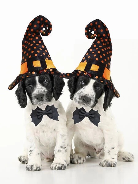 Dog. Cocker Spaniel puppies wearing Halloween witch hats Dog. Cocker Spaniel puppies wearing Halloween witch hats