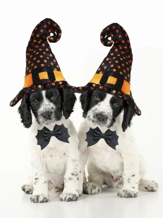 Framed Print : Dog. Cocker Spaniel puppies wearing Halloween witch hats Framed Print : Dog. Cocker Spaniel puppies wearing Halloween witch hats
