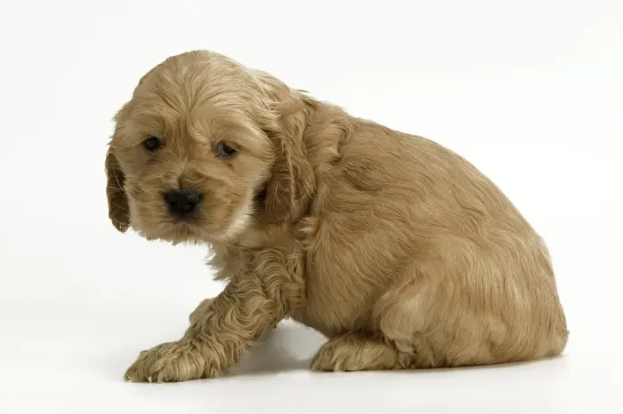 Framed Print : Dog - Cocker Spaniel puppy Framed Print : Dog - Cocker Spaniel puppy