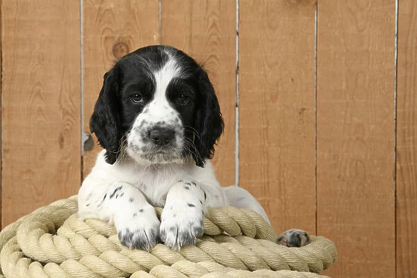 Dog. Cocker Spaniel puppy (7 weeks old ) Black & white, sitting  /  laying on a pile of rope