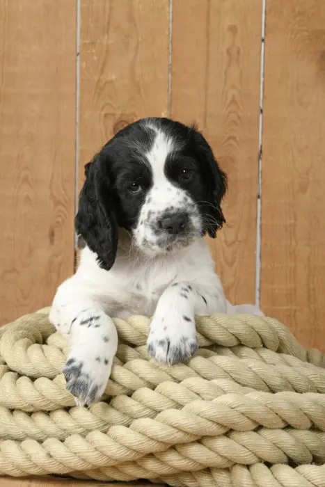 Framed Print : Dog. Cocker Spaniel puppy (7 weeks old ) Black & white, sitting / laying on a pile of rope Framed Print : Dog. Cocker Spaniel puppy (7 weeks old ) Black & white, sitting / laying on a pile of rope