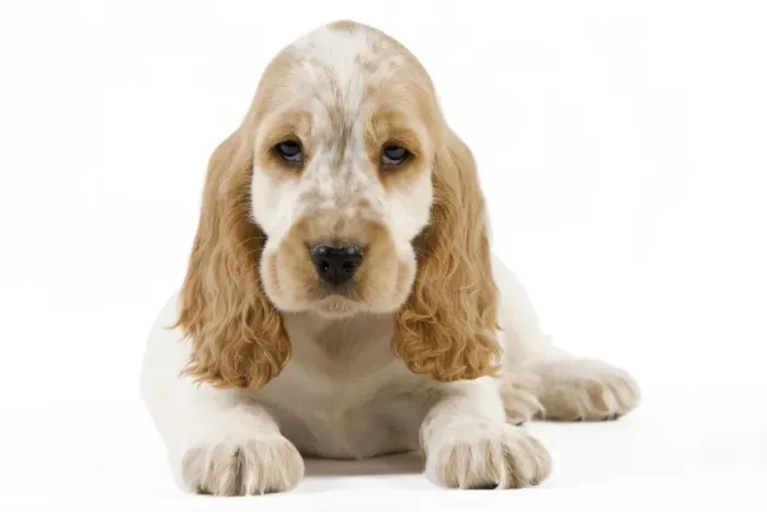 Framed Print : Dog - Cocker Spaniel puppy Framed Print : Dog - Cocker Spaniel puppy