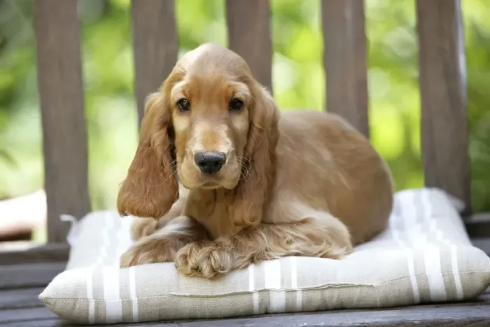 Framed Print : Dog - Cocker Spaniel Puppy on bench Framed Print : Dog - Cocker Spaniel Puppy on bench