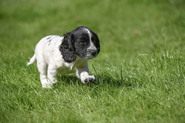 Dog. Cocker Spaniel puppy, black & white (7 weeks old ) running in grass, garden