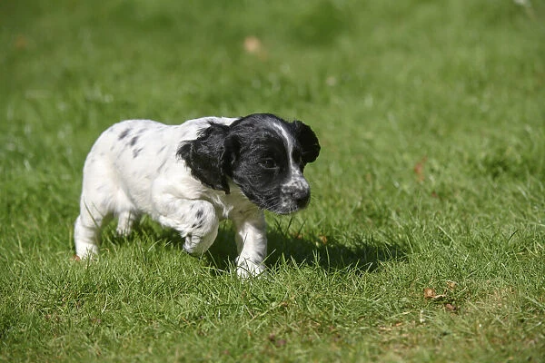 Dog. Cocker Spaniel puppy, black & white (7 weeks old ) running in grass, garden