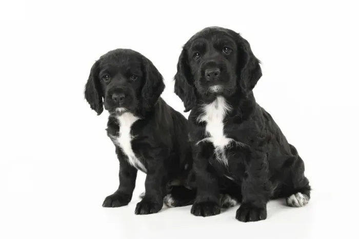 Framed Print : Dog. Cocker Spaniel puppy, black with white (7 weeks old ) sitting, studio, white backgound Framed Print : Dog. Cocker Spaniel puppy, black with white (7 weeks old ) sitting, studio, white backgound