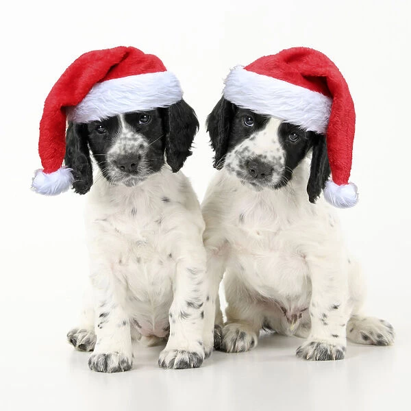 Dog. Cocker Spaniel puppy, black & white wearing red Christmas Santa hats Dog. Cocker Spaniel puppy, black & white wearing red Christmas Santa hats Dog. Cocker Spaniel puppy, black & white wearing red Christmas Santa hats