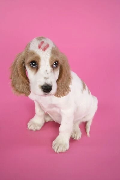 DOG. Cocker Spaniel puppy with kiss on head
