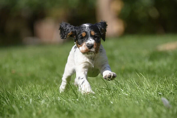 Dog. Cocker Spaniel puppy, tri colour (7 weeks old ) running in grass, garden
