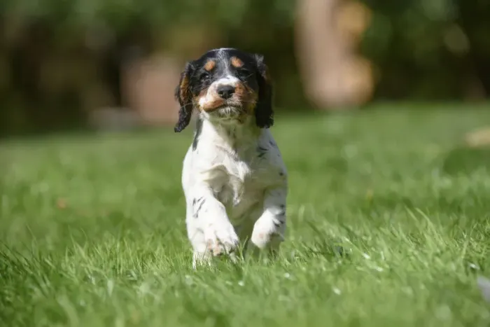 Framed Print : Dog. Cocker Spaniel puppy, tri colour (7 weeks old ) running in grass, garden Framed Print : Dog. Cocker Spaniel puppy, tri colour (7 weeks old ) running in grass, garden