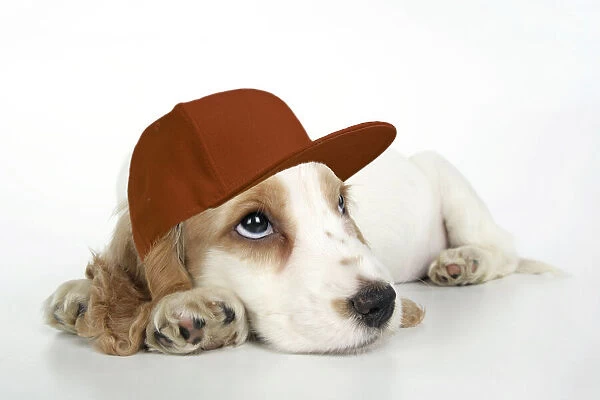 DOG. Cocker Spaniel puppy wearing a brown baseball cap Date: 11-01-2008