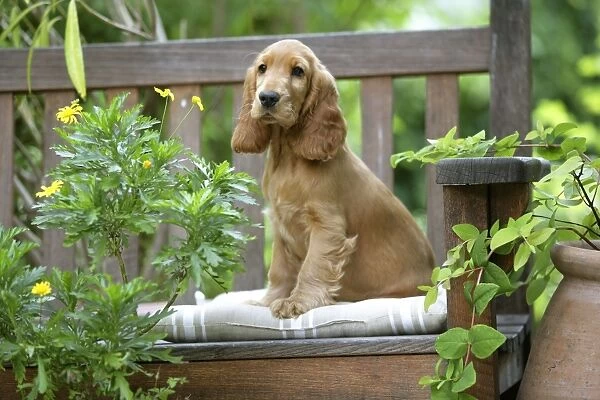 Dog - Cocker Spaniel sitting on bench