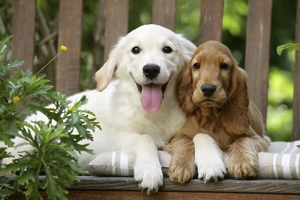 Dog - Cocker Spaniel sitting on bench with Golden Retriever puppy