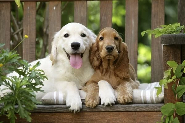 Dog - Cocker Spaniel sitting on bench with Golden Retriever puppy
