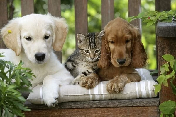 Dog - Cocker Spaniel sitting on bench with Golden Retriever puppy and tabby kitten