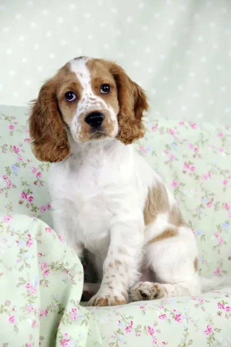 Framed Print : DOG - Cocker spaniel sitting on chair Framed Print : DOG - Cocker spaniel sitting on chair