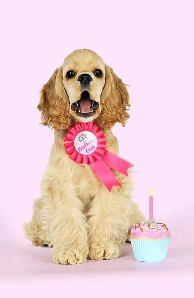 DOG - Cocker spaniel sitting next to cupcake wearing a birthday girl badge Digital Manipulation: pink background - added candle (JD)
