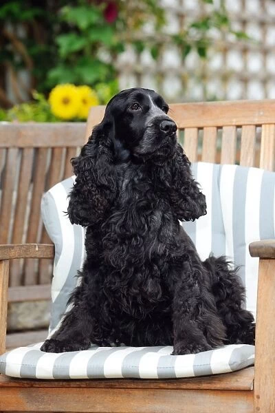 DOG. Cocker spaniel sitting in a garden chair
