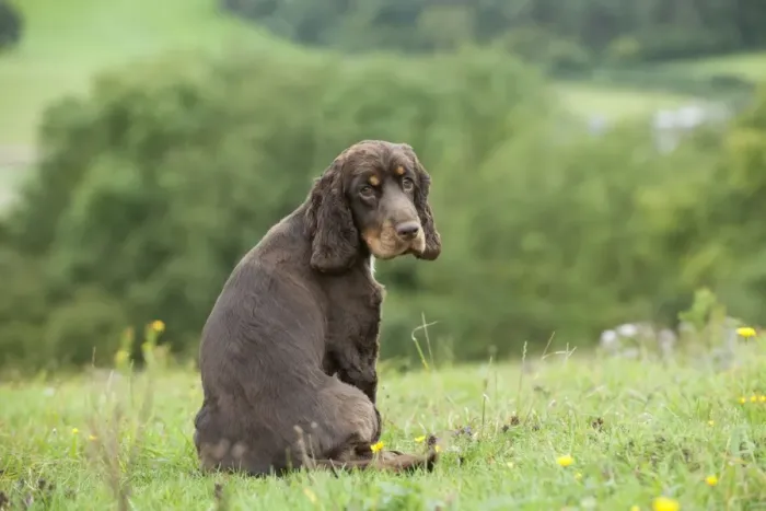 Framed Print : DOG - Cocker spaniel sitting looking over its shoulder Framed Print : DOG - Cocker spaniel sitting looking over its shoulder