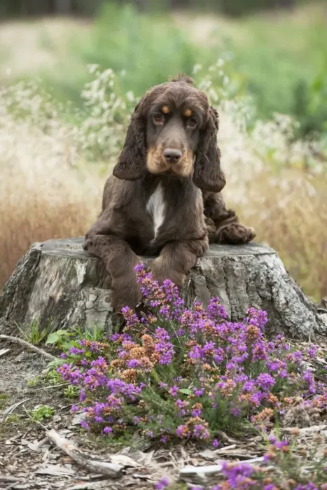 Framed Print : DOG - Cocker spaniel sitting on tree stump Framed Print : DOG - Cocker spaniel sitting on tree stump