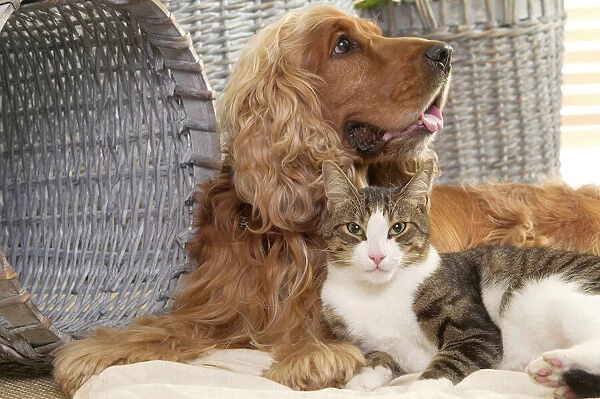 Dog - Cocker Spaniel with Tabby & White Cat