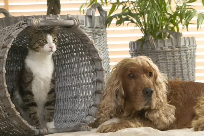Framed Print : Dog - Cocker Spaniel & Tabby and white cat in basket Framed Print : Dog - Cocker Spaniel & Tabby and white cat in basket