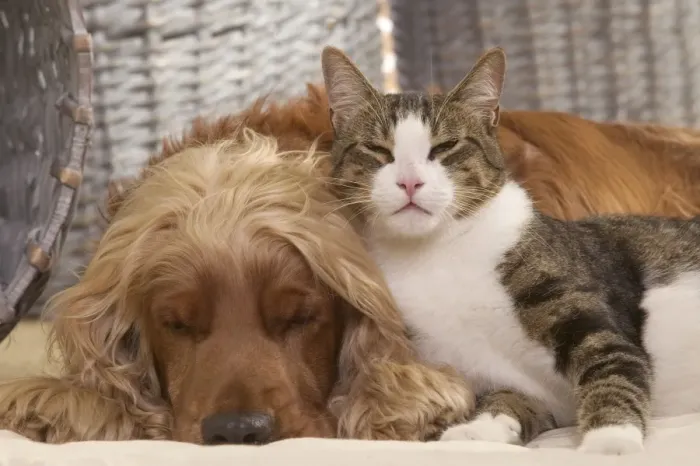 Framed Print : Dog - Cocker Spaniel & Tabby and white cat resting