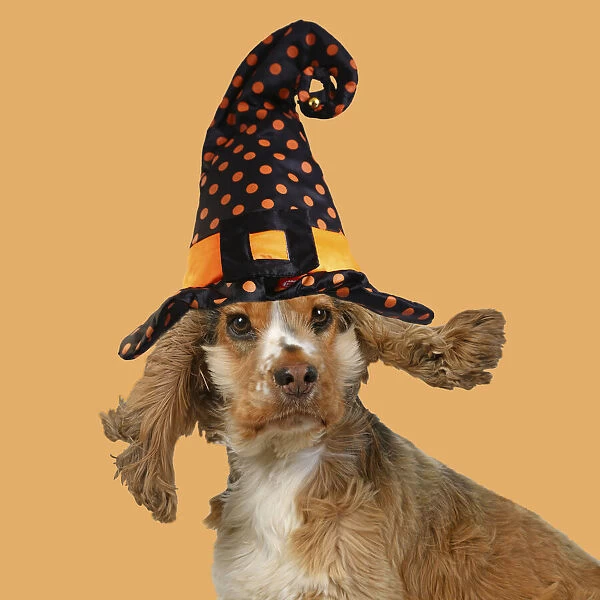 DOG. Cocker Spaniel wearing a witch hat for Halloween