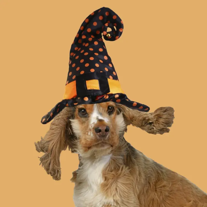 Framed Print : DOG. Cocker Spaniel wearing a witch hat for Halloween Framed Print : DOG. Cocker Spaniel wearing a witch hat for Halloween