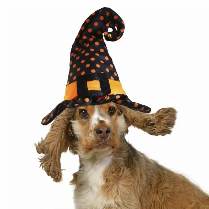Framed Print : DOG. Cocker Spaniel wearing a witch hat for Halloween Framed Print : DOG. Cocker Spaniel wearing a witch hat for Halloween