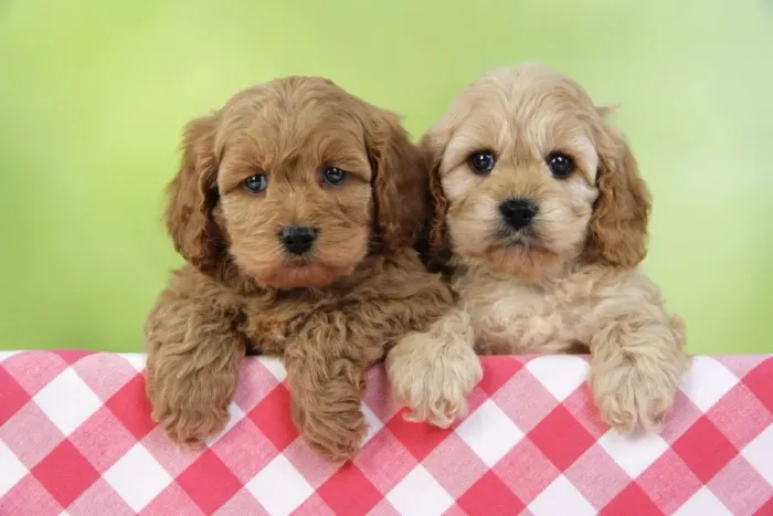 Framed Print : Dog. Cockerpoo puppies (7 weeks old) Framed Print : Dog. Cockerpoo puppies (7 weeks old)