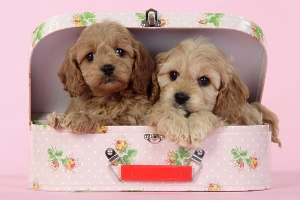 Dog. Cockerpoo puppies (7 weeks old) in pink suitcase